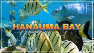 HANAUMA BAY ⛱️ One of the Best Snorkeling Spots in the World 🌴 Hawaii 4K Tour [upl. by Asek]