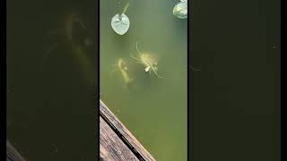 Monster RedTail Catfish Breeding Pond They love Bread shorts fish pets cats [upl. by Cornelia]