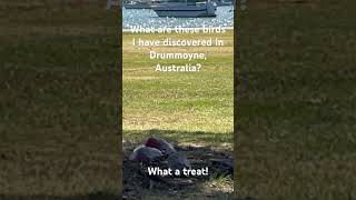 Mystery birds in Drummoyne Australia What are they Todayisthepresent [upl. by Arev]