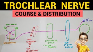 Trochlear Nerve  1  Course and Distribution [upl. by Lienahs]