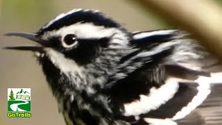 Black and white warbler bird call  song  sounds amp activities [upl. by O'Malley705]