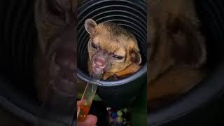 quotMeet the Adorable Kinkajou Natures Cutest Climberquot [upl. by Nileve]