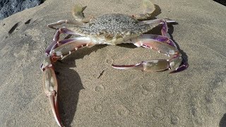 Catch n Cook Hawaiian Crabs GoPro in Crab Trap [upl. by Engenia249]