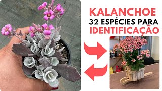 32 ESPÉCIES DE KALANCHOE PARA IDENTIFICAÇÃO [upl. by Punak]