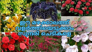 🪴😱🤩 കോമ്പോ ഓഫറിൽ വാങ്ങാം ഈ സുന്ദരി ചെടികളെ  gardening [upl. by Essie]