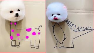 Cute Pomeranian Puppies Doing Funny Things 10  Cute and Funny Dogs  Box Studios [upl. by Tezil139]