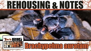 Brachypelma auratum quotMexican Flame Kneequot Rehouse and Husbandry Notes [upl. by Anait207]