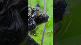 Come salvare un Pipistrello CuraDeiPipistrello ConservazioneSelvaggia AnimaliSelvatici [upl. by Goren]