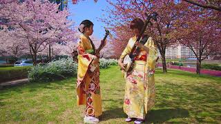 Shamisen Under The Cherry Blossoms 2018 [upl. by Fleisig425]