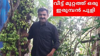 How to cultivate bilimbi  ഇരുമ്പൻ പുളി നടുന്ന രീതി  bilimbi cultivation VillageFruitsChannel [upl. by Coltson]