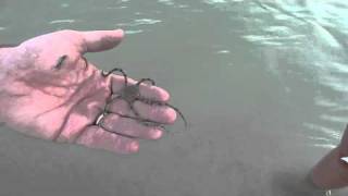 Serpent Brittle Star [upl. by Miran516]