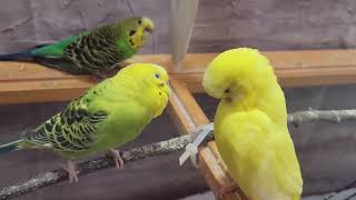 11 Hr Help Quiet Parakeets Sing by Playing This Cute Budgies Chirping Reduce Stress of lonely Bird [upl. by Kobi]