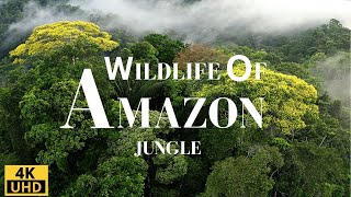 Amazon Jungle 4K Amazon Jungle Animals Amazon Rainforest Animal Sounds Jungle Sounds No Music [upl. by Estas804]