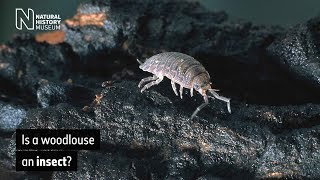 Is a woodlouse an insect  Natural History Museum [upl. by Mcafee]