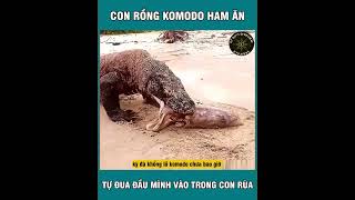 Rồng Komodo Tham Ăn  Tự Đưa Đầu Mình Vào Trong Con Rùa  Phần 1 xuhuong dongvat vairalvideo [upl. by Eleira]