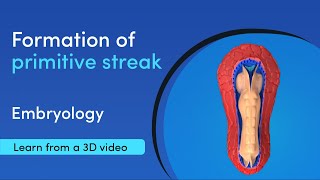 How is the primitive streak formed  Best 3D Medical Learning App  MediMagic [upl. by Petuu]