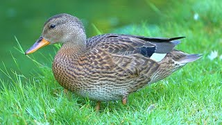 Gadwall Duck Ducklings Foraging 4K [upl. by Ylrak]