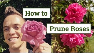 How to Prune Roses the Beginners Guide [upl. by Lavinia]