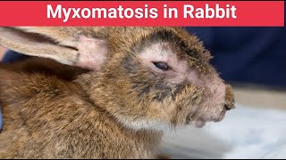 Myxomatosis in Rabbit Diseases Symptoms prevention Treatment [upl. by Liakim]