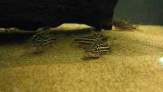 Corydoras bilineatus [upl. by Retsevel]