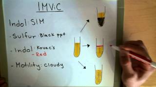 IMViC  Indole  MRVP  Citrate  Microbiology Lab [upl. by Ariel442]