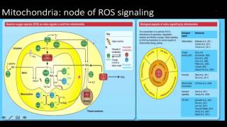 Reactive oxygen species ros signaling and oxidative stress [upl. by Llen668]