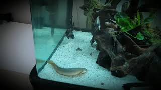 Senegal Bichir feeding Hikari Carnivore pellets [upl. by Orestes]