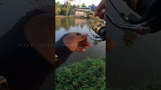 Wallago Attu fishing from kerala river🎣🔥 fishnfishonly huntfish kuttanadanfishing [upl. by Noy573]