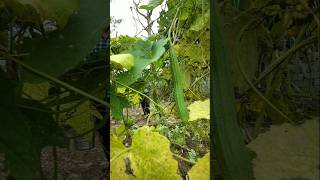 watered ridge gourd vine nature farming ridgegourd shorts [upl. by Jewell346]