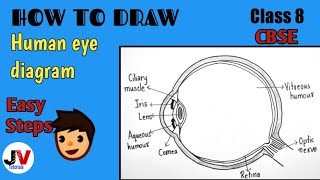 class 8 human eye diagramhuman eye diagram class 8 [upl. by Anedal851]