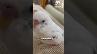 Budgerigar Diet Recommendation shorts 🐦 [upl. by Ailen]