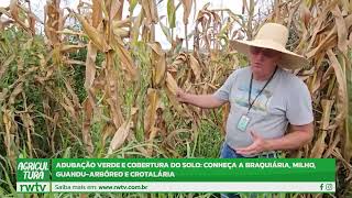 AGRICULTURA RWTV Conheça a braquiária milho guanduarbóreo e crotalária [upl. by Reyem]