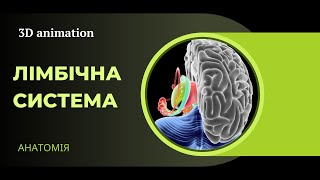 Лімбічна система біологія анатомія [upl. by Delwin]