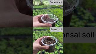 BONSAI SOIL⁉️ bonsai shorts plantcraftdiy [upl. by Soloman]