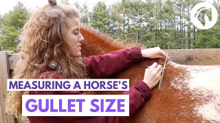 How to Measure a Horse’s Gullet Size Without Special Tools [upl. by Lyons]