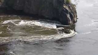 Reversing Falls St John NB Bay of Fundy [upl. by Dasya]