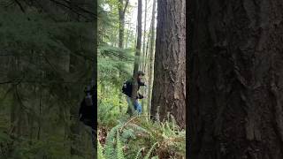 ENVS Biogeography Class at Western  Exploring Dendrochronology the study of tree rings [upl. by Ggerc]