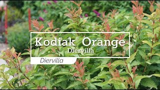 30 Seconds with Kodiak® Orange Diervilla [upl. by Schoenfelder]