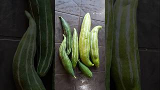 snakegourd chichingarecipe chichinda vegrecipe veganrecipe shorts shortsvideo vairalvideo [upl. by Askari]