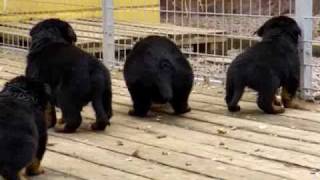 Rottweiler puppies 4 weeks old [upl. by Oijimer751]