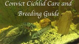 Convict Cichlid Care and Breeding Guide [upl. by Dnomsaj527]