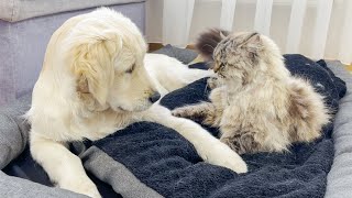 Golden Retriever Puppy Shocked by Giant Cat Occupying His Bed [upl. by Yduj]