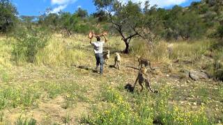 Andrew Feeding a Cheetah  Amani Lodge Namibia [upl. by Litman]