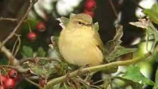 chiffchaff  tjiftjaf [upl. by Bennink]