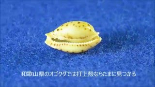 Cypraea beckii ジュズダマダカラ タカラガイ [upl. by Biondo]