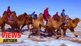 Mongolian Camel Festival – Traditional Bactrian Camel Race Nomad Life in Gobi  Views [upl. by Ayocal]