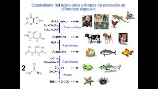 Metabolismo nucleótidos bioquímica [upl. by Allisurd]