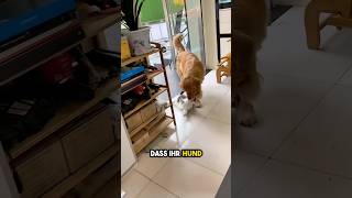 Hund schleppt Katze Um HILFE [upl. by Aisel]