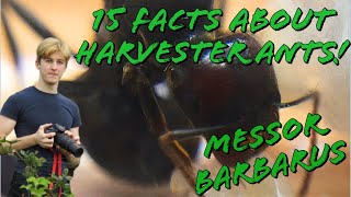 15 Facts About Harvester Ants Messor Barbarus  MyLivingWorlds Ants [upl. by Lux]