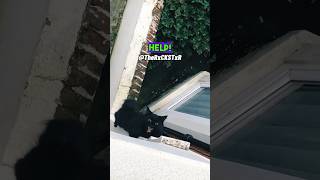 Cat Thought it Could Make It  RxCKSTxR Comedy Voiceover [upl. by Caitrin852]